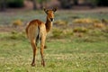 Puku antelope winking Royalty Free Stock Photo