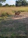 Puku, seen while on safari. Kafue, Zambia Royalty Free Stock Photo