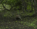 Pulau Rinca - Parc National Komodo - Komodo dragon