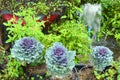 Pule, Longlived Cabbag (Brassica hybrid cv. Pule) Royalty Free Stock Photo