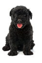 Puli Dog Royalty Free Stock Photo