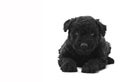 Puli Dog Royalty Free Stock Photo