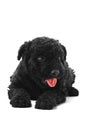 Puli Dog Royalty Free Stock Photo