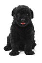 Puli Dog Royalty Free Stock Photo