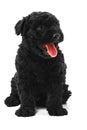 Puli Dog Royalty Free Stock Photo
