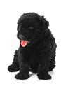 Puli Dog Royalty Free Stock Photo