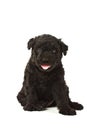 Puli Dog Royalty Free Stock Photo