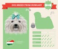 Puli dog breed infographics