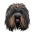 Puli dog portrait isolated on white. Digital art illustration of hand drawn dog web, t-shirt print and puppy food cover design.