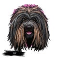 Puli dog portrait isolated on white. Digital art illustration of hand drawn dog web, t-shirt print and puppy food cover design.