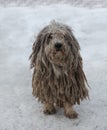 Puli dog Royalty Free Stock Photo