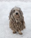 Puli dog with rasta Royalty Free Stock Photo