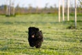 Puli puppy Hungarian dog breed on a green meadow