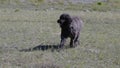 Puli, small-medium breed of herding and livestock guarding dogbreed in a garden Royalty Free Stock Photo