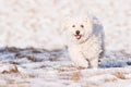 Puli in Snow Royalty Free Stock Photo