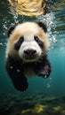 Pulitzer-Winning Photograph of a Frightened Riv Panda Bear