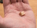 Pulled out old wisdom tooth Royalty Free Stock Photo