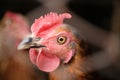 Pullet Royalty Free Stock Photo