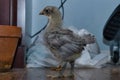 Pullet Chicken Chick in the house
