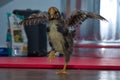 Pullet Chicken Chick standing on one foot