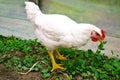 Pullet Royalty Free Stock Photo