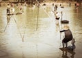 Pulling fish net in thailand. Royalty Free Stock Photo