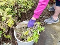 Pulling weeds gardening work in the garden Royalty Free Stock Photo