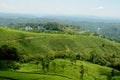 Pullivasal Tea Estate in Munnar, Kerala State, India