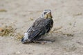 A pullus of the fieldfare Turdus pilaris sitting on the ground Royalty Free Stock Photo