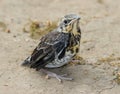 A pullus of the fieldfare Turdus pilaris sitting on the ground Royalty Free Stock Photo