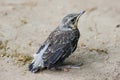 A pullus of the fieldfare Turdus pilaris sitting on the ground Royalty Free Stock Photo