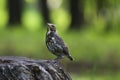 A pullus of the fieldfare Turdus pilaris Royalty Free Stock Photo
