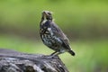 A pullus of the fieldfare Turdus pilaris sitting on the tree stump Royalty Free Stock Photo