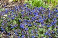 Pulmonaria `Blue Ensign`