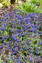 Pulmonaria `Blue Ensign`