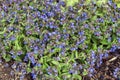 Pulmonaria `Blue Ensign`