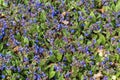 Pulmonaria \'Blue Ensign