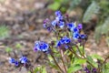 Pulmonaria dacica species Blue Ensign Royalty Free Stock Photo