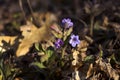 Pulmonaria is a genus of flowering plants in the family Boraginaceae. Pink and blue forest flowers unspotted lungwort, background Royalty Free Stock Photo