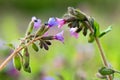 Pulmonaria longiflora flowers Royalty Free Stock Photo