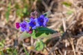 Pulmonaria or lungwort flower Royalty Free Stock Photo