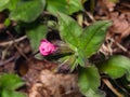 Pulmonaria or Lungwort with Pink Flower macro on bokeh background, selective focus, shallow DOF Royalty Free Stock Photo
