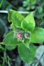 Pulmonaria lungwort small pink flowers buds, top view Royalty Free Stock Photo