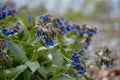 Pulmonaria mollis, lung wort flower, blue and pink flowers Royalty Free Stock Photo