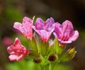 Pulmonaria obscura