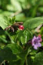 Pulmonaria obscura, common names unspotted lungwort or Suffolk lungwort flowers blooming in the forest Royalty Free Stock Photo