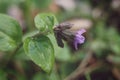 Pulmonaria obscura, common names unspotted lungwort or Suffolk lungwort flowers blooming in the forest Royalty Free Stock Photo