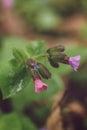 Pulmonaria obscura, common names unspotted lungwort or Suffolk lungwort flowers blooming in the forest Royalty Free Stock Photo