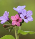 Pulmonaria obscura