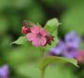 Pulmonaria obscura